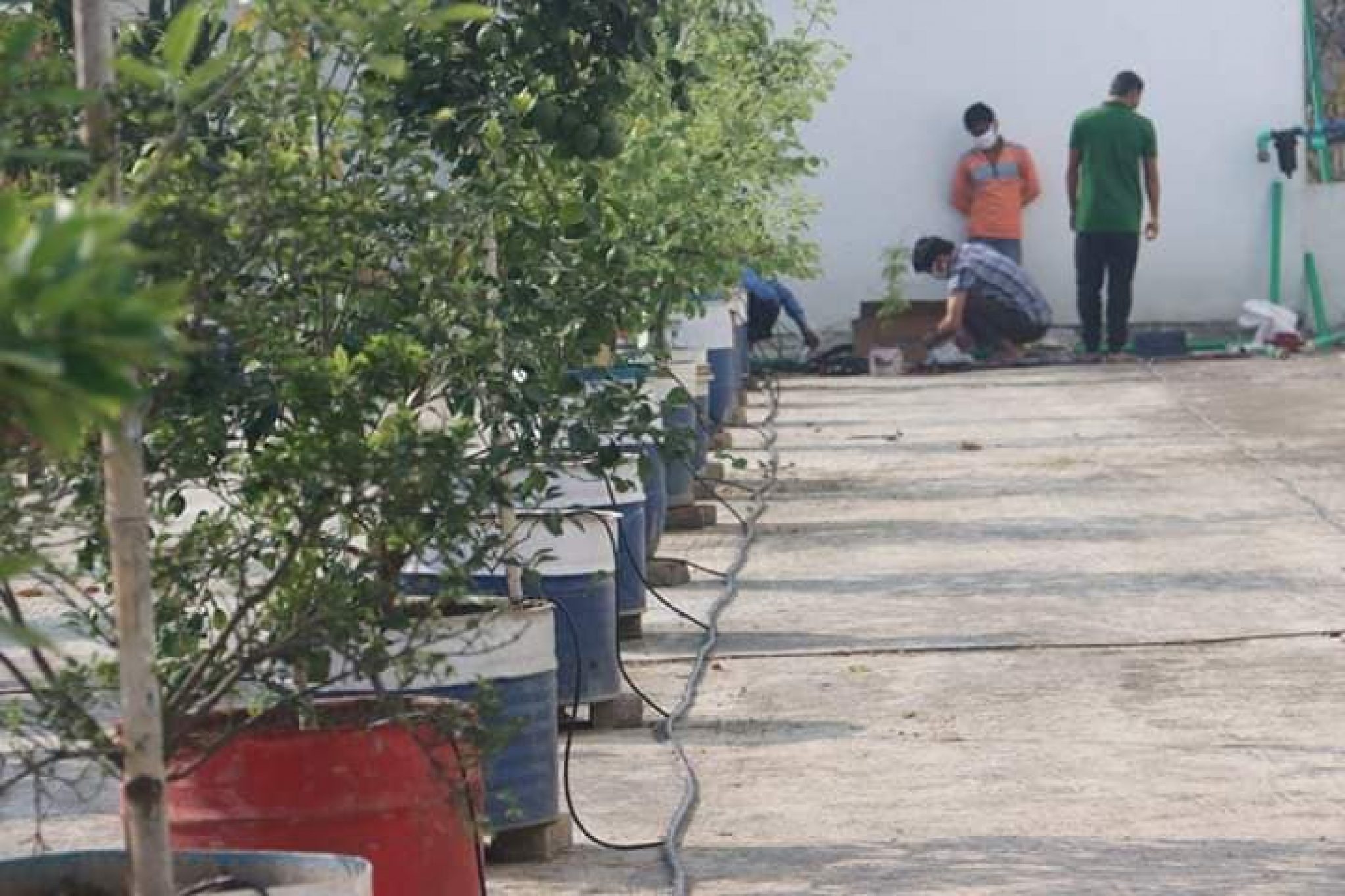 Drip Irrigation System 125 Plant With Auto Timer for Rooftop Garden