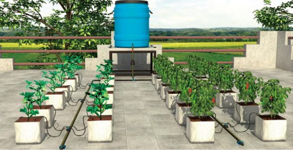 24 plants Arrow drip smart  package