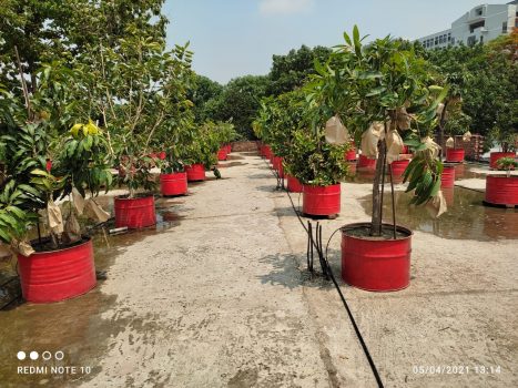 Drip Irrigation System