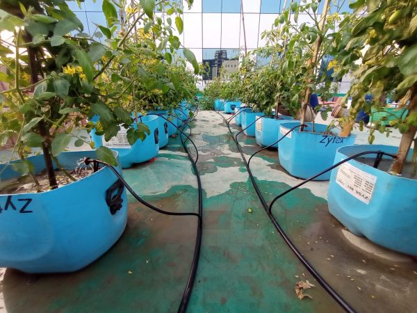 Drip Irrigation System