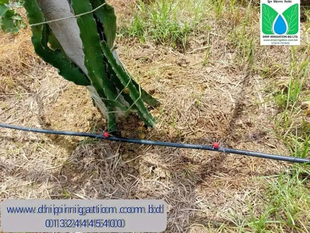 ড্রাগন বাগানের বেসিক ড্রিপ ইরিগেশন 2 WhatsApp Image 2022 10 05 at 5.10.21 PM 1 large