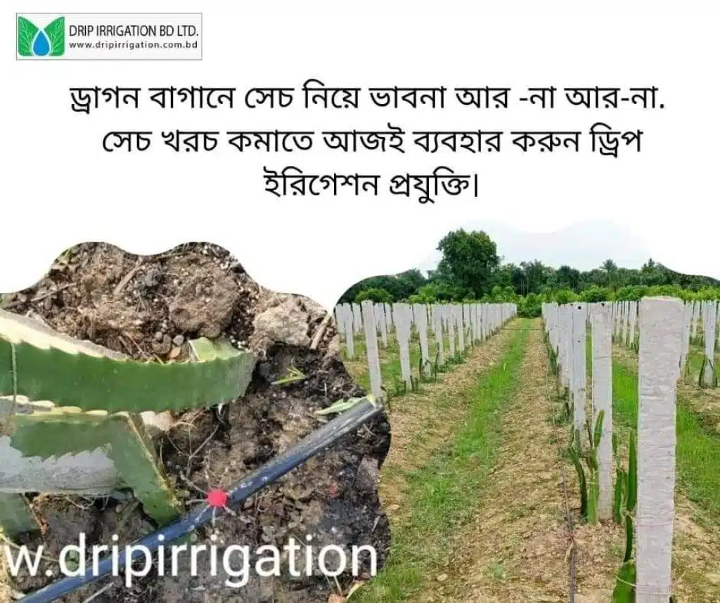 ড্রাগন বাগানের বেসিক ড্রিপ ইরিগেশন 3 WhatsApp Image 2022 10 05 at 5.10.21 PM large