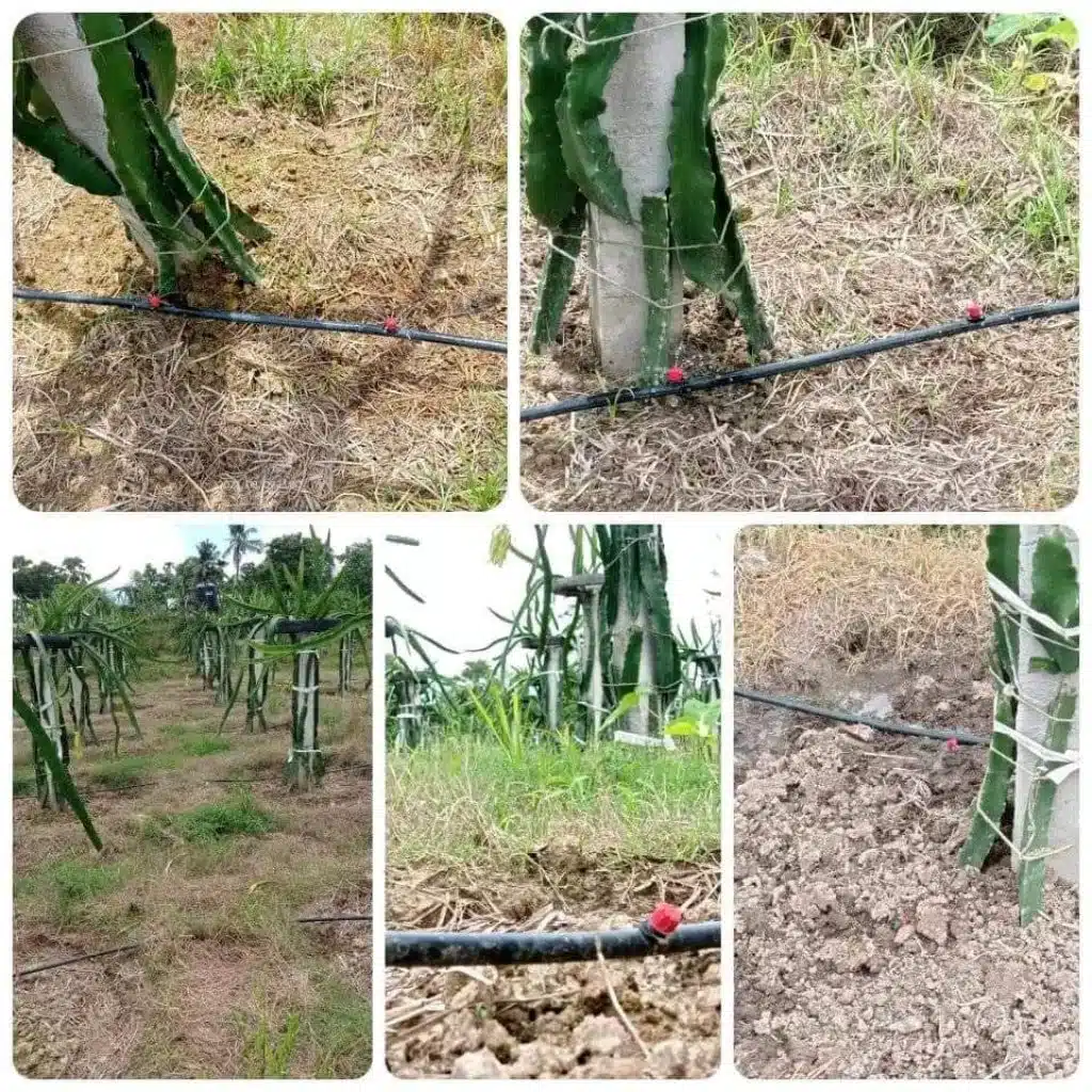 ড্রাগন বাগানের বেসিক ড্রিপ ইরিগেশন 4 WhatsApp Image 2022 10 05 at 5.10.22 PM 1 large