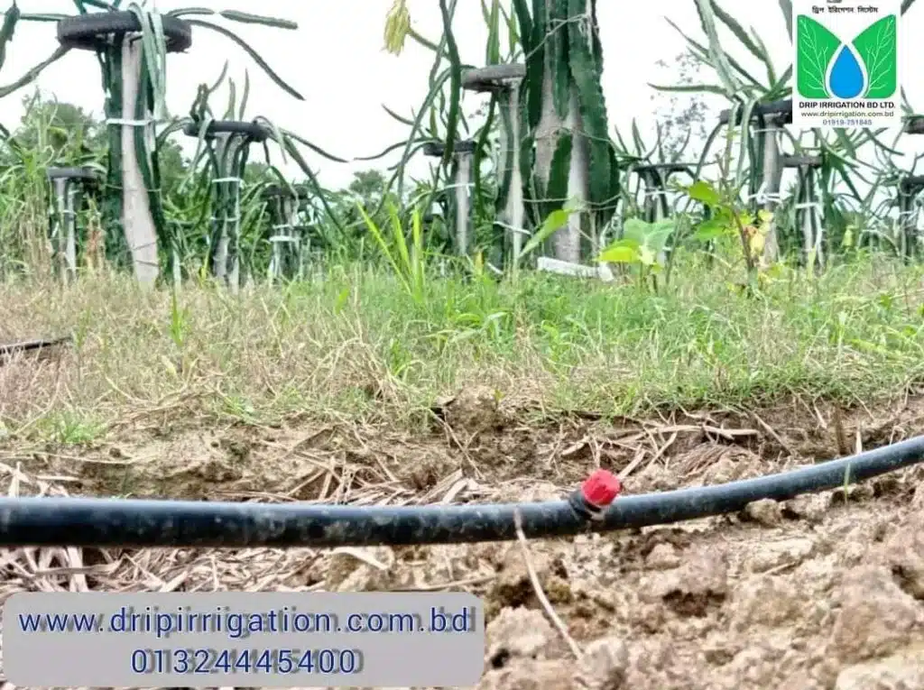 ড্রাগন বাগানের বেসিক ড্রিপ ইরিগেশন 5 WhatsApp Image 2022 10 05 at 5.10.22 PM large