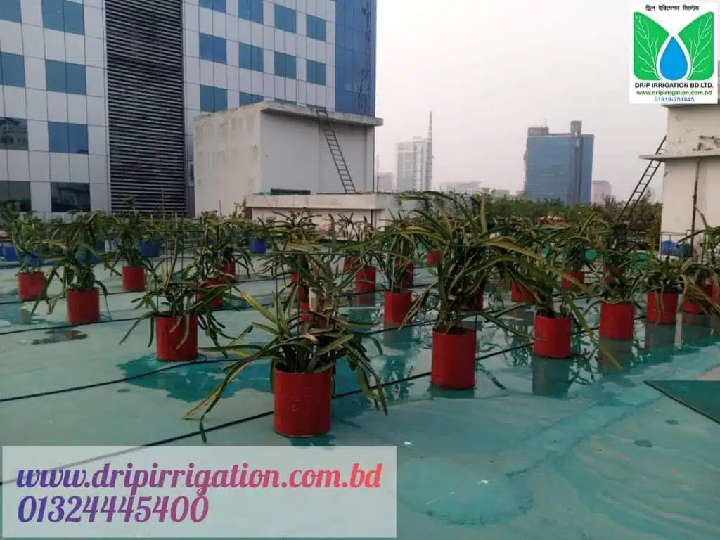 ড্রাগন বাগানের বেসিক ড্রিপ ইরিগেশন 6 WhatsApp Image 2022 10 05 at 5.10.23 PM 1 large