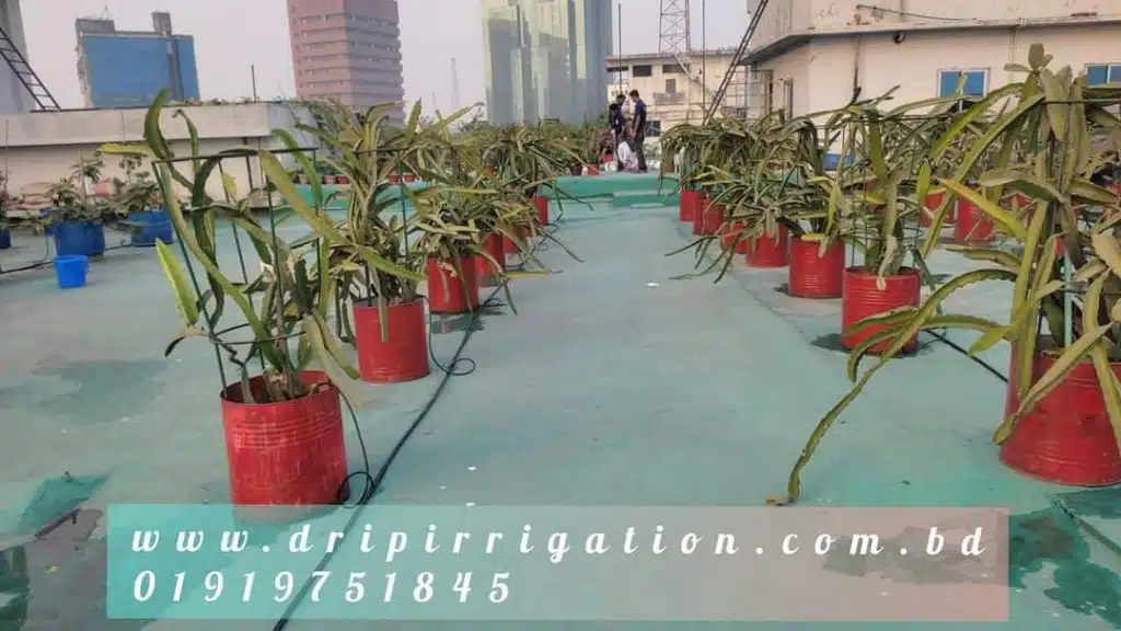 ড্রাগন বাগানের বেসিক ড্রিপ ইরিগেশন 7 WhatsApp Image 2022 10 05 at 5.10.23 PM 2 large
