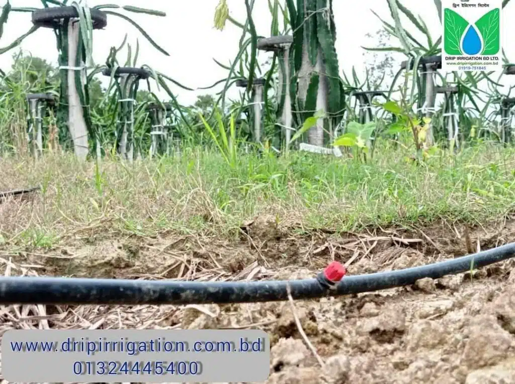 ড্রাগন বাগানের বেসিক ড্রিপ ইরিগেশন 8 WhatsApp Image 2022 10 05 at 5.10.23 PM large
