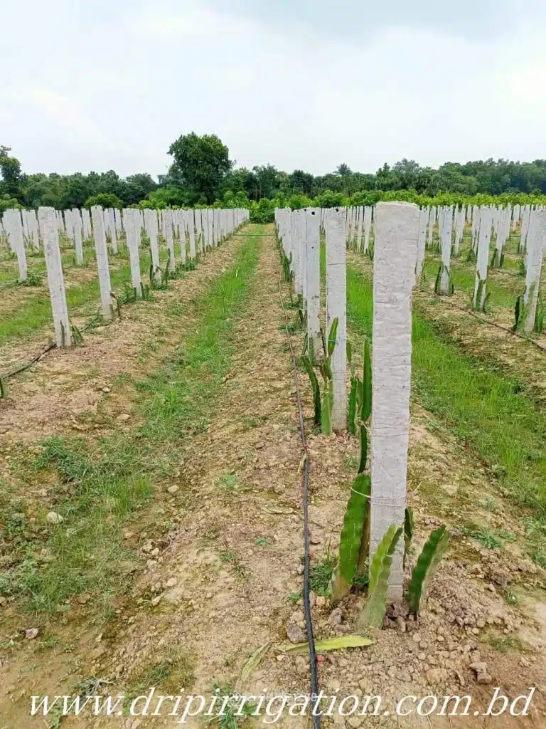 ড্রাগন বাগানের বেসিক ড্রিপ ইরিগেশন 9 WhatsApp Image 2022 10 05 at 5.10.24 PM 1 large
