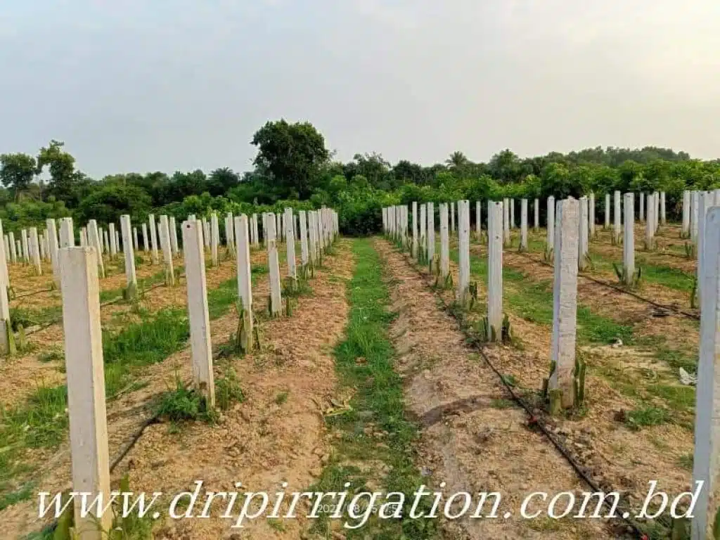 ড্রাগন বাগানের বেসিক ড্রিপ ইরিগেশন 10 WhatsApp Image 2022 10 05 at 5.10.24 PM large