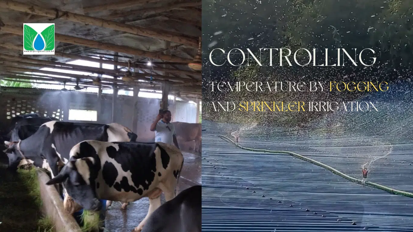 Controlling Temperature by Fogging and Sprinkler Irrigation