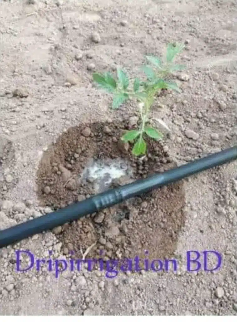 সারি ফসল চাষে খরচ কমতে ইন-লাইন ড্রিপ টেপের ব্যবহার। 7 WhatsApp Image 2022 11 07 at 12.22.31 PM 2 large