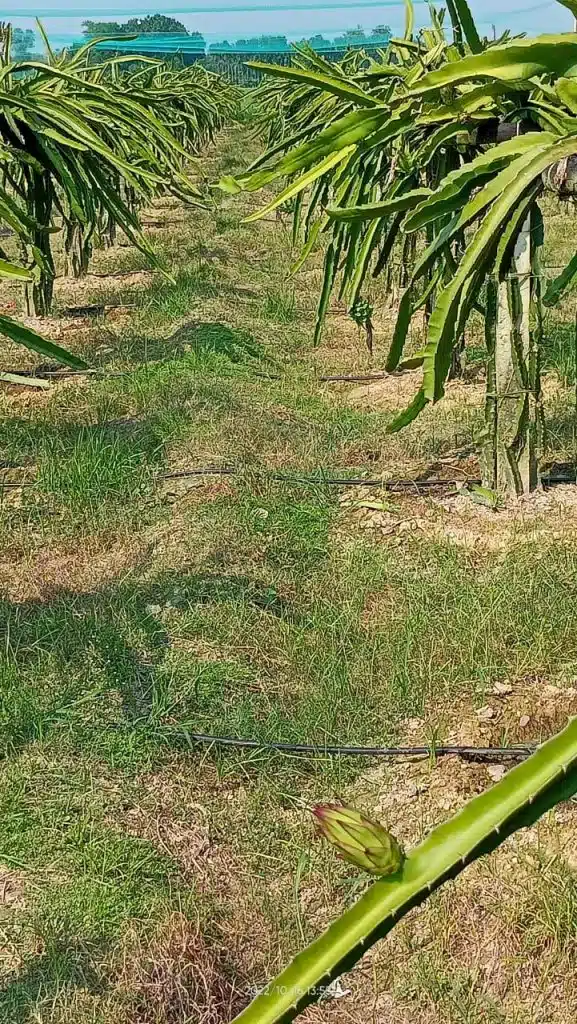 সাড়ে সাত বিঘা ড্রাগন বাগানে ড্রিপ ইরিগেশন সিস্টেম। (যশোর প্রোজেক্ট) 9 WhatsApp Image 2022 12 18 at 7.59.59 PM