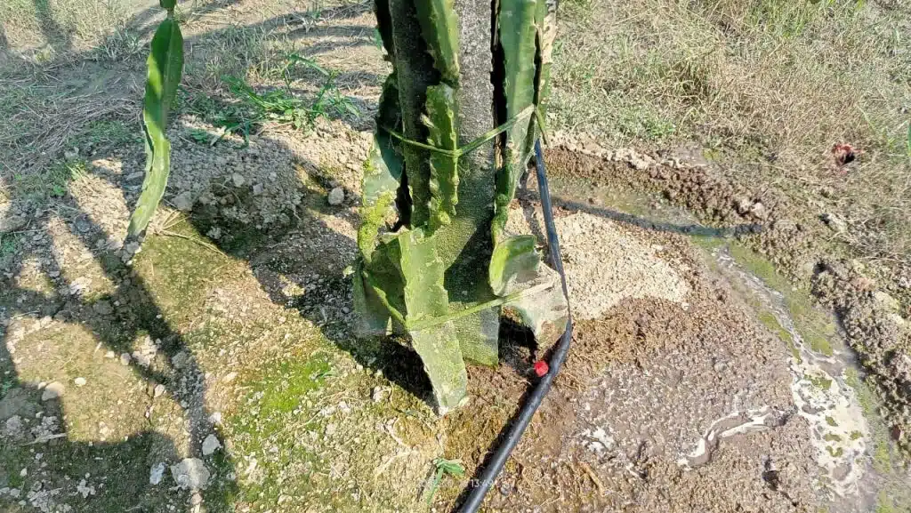 সাড়ে সাত বিঘা ড্রাগন বাগানে ড্রিপ ইরিগেশন সিস্টেম। (যশোর প্রোজেক্ট) 8 WhatsApp Image 2022 12 18 at 8.00.05 PM 1
