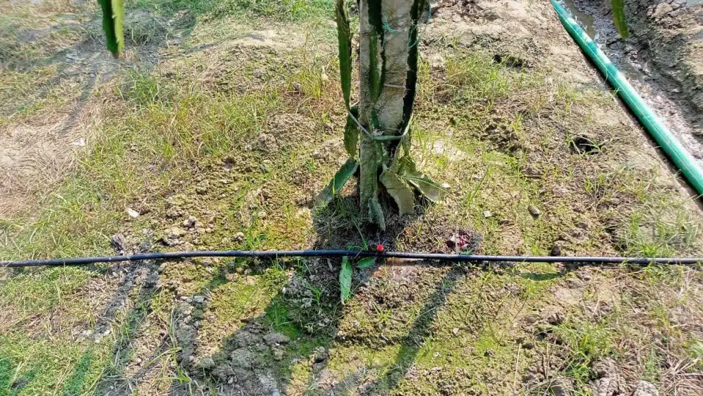 সাড়ে সাত বিঘা ড্রাগন বাগানে ড্রিপ ইরিগেশন সিস্টেম। (যশোর প্রোজেক্ট) 10 WhatsApp Image 2022 12 18 at 8.00.14 PM