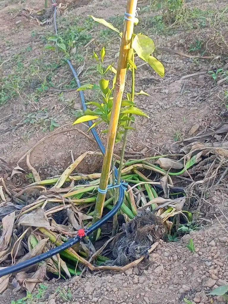 পাঁচ একর পাহাড়ি জমিতে ৮০০ মিশ্র ফল গাছে অনলাইন ড্রিপ ইরিগেশন</strong> 5 03bf26bd 2fb6 4f31 a120 0b9b9a13c042 4
