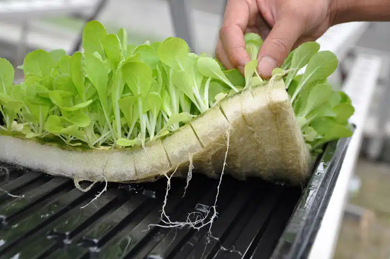 Sponge for seedling 25x25x2 .5cm/pc s (100 cubes/pcs) 3 Sponge for seedling 25x25x2 .5cm/pc s (100 cubes/pcs) - Image 3