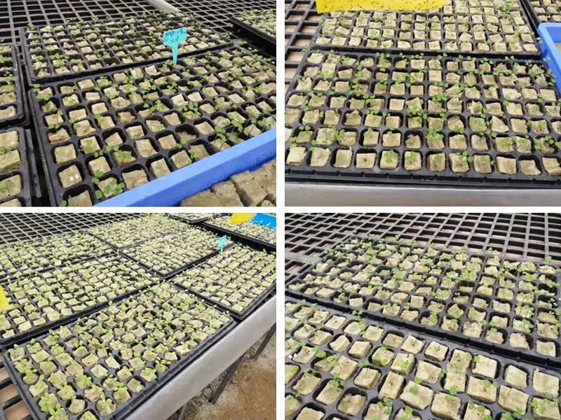 Rock Wool For Leaf Vegetables 5x5x4 cm 4 Rock Wool For Leaf Vegetables 5x5x4 cm - Image 4