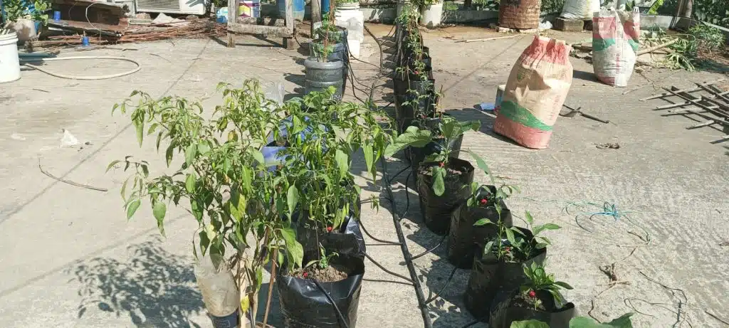 স্মার্ট ছাদ বাগানের ইরিগেশন সিস্টেম 1 9ec8be31 fc42 4b01 87ef c4e649ddab9d