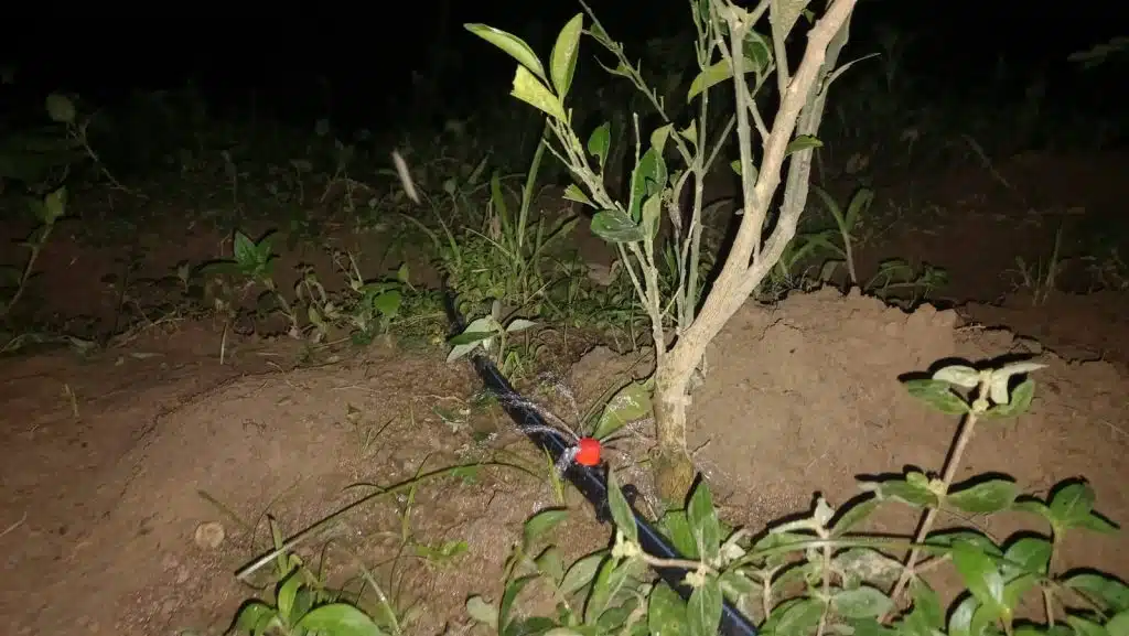 বান্দরবান ভেনাস রিসোর্টে ড্রিপ ইরিগেশন 4 IMG 20220925 WA0015