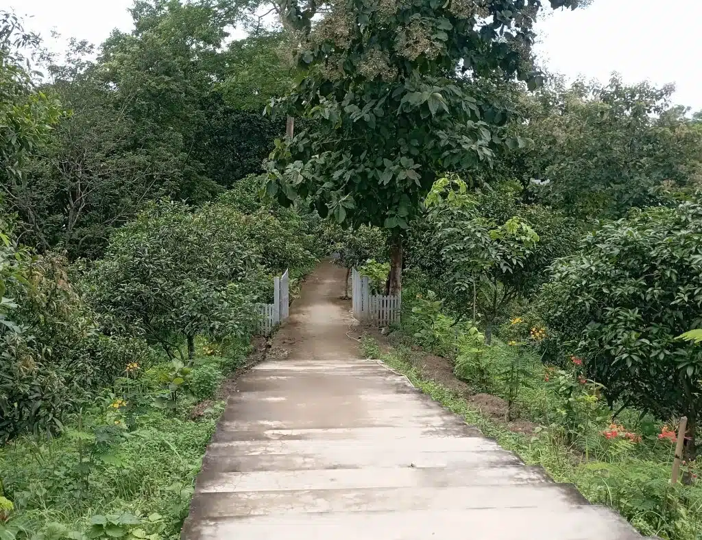 বান্দরবান ভেনাস রিসোর্টে ড্রিপ ইরিগেশন 2 IMG 20220920 123145 1