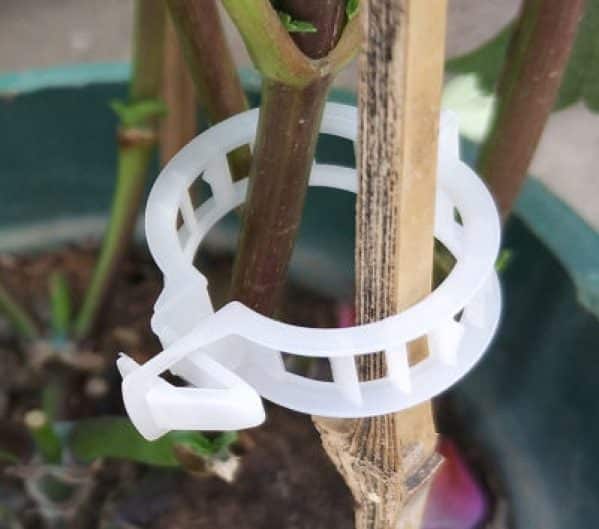 Circle  Clip for tomato 23 mm - Image 3