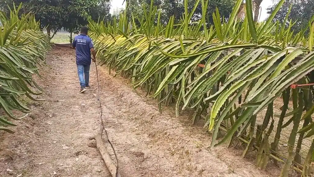 ড্রাগন বাগানে বিন্দু সেঁচ প্রযুক্তি 2 mirer bajar Moment