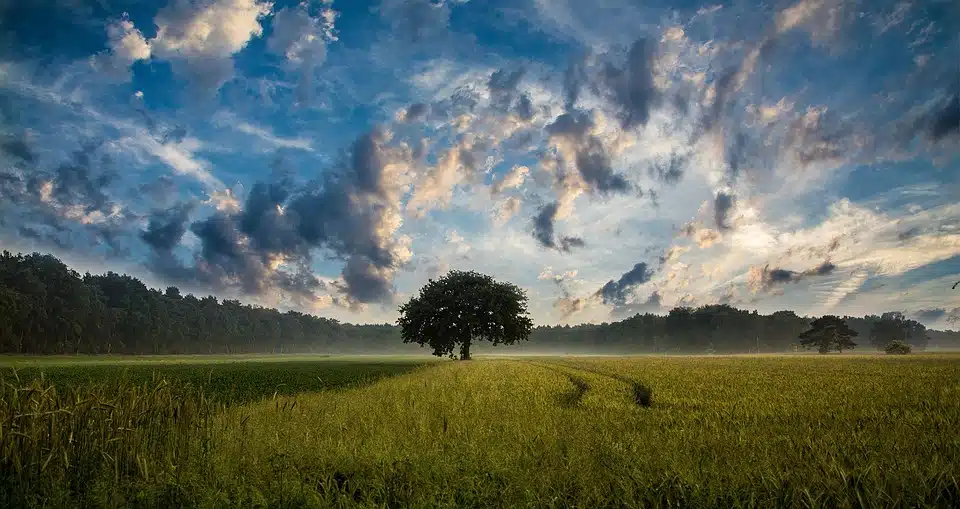 agriculture