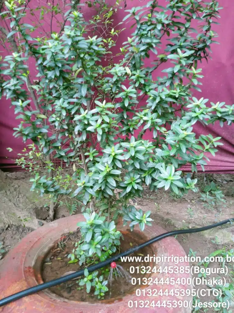 ১০০ টি গাছের ড্রিপ ইরিগেশন 2 WhatsApp Image 2023 12 13 at 1.19.25 PM large