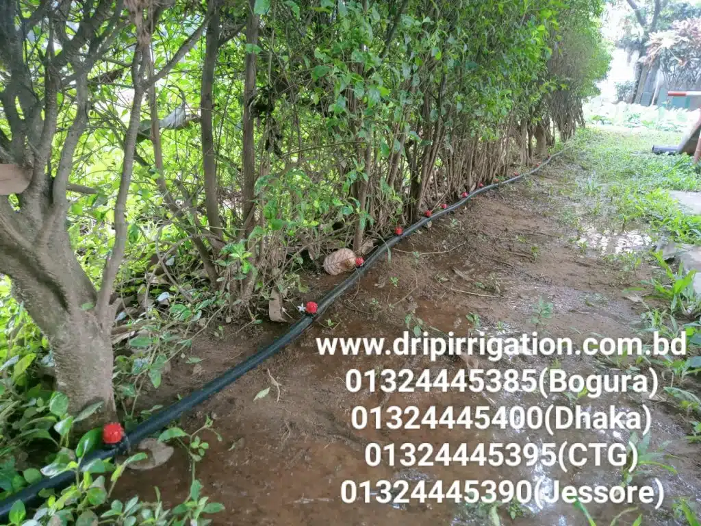 ১০০ টি গাছের ড্রিপ ইরিগেশন 6 WhatsApp Image 2023 12 13 at 1.19.26 PM 1 1 large