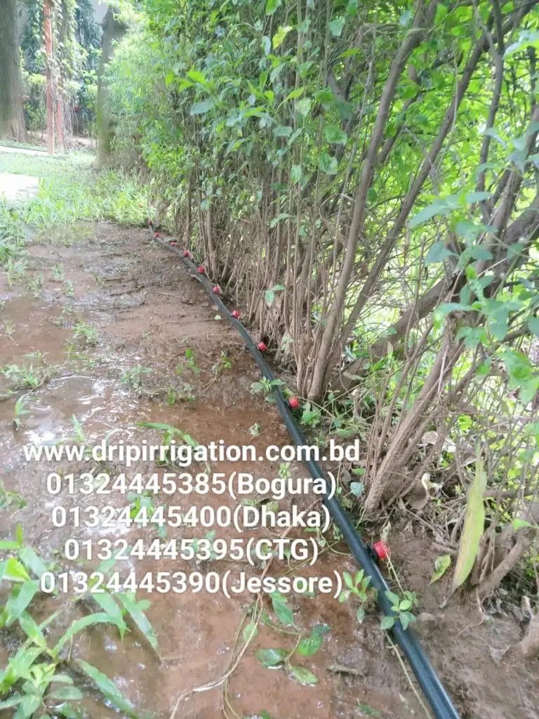 ১০০ টি গাছের ড্রিপ ইরিগেশন 5 WhatsApp Image 2023 12 13 at 1.19.27 PM 1 large