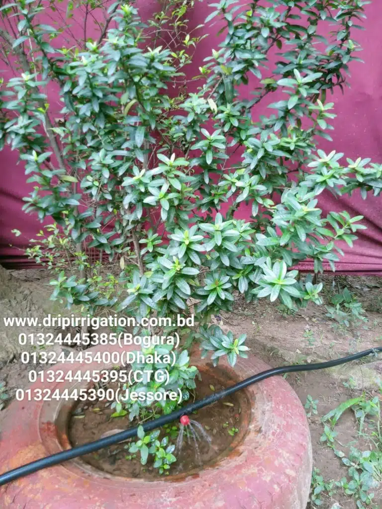 ১০০ টি গাছের ড্রিপ ইরিগেশন 3 WhatsApp Image 2023 12 13 at 1.19.28 PM large