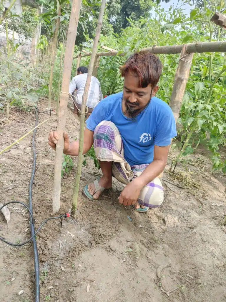 আম ও পেঁপে গাছে ড্রিপ ইরিগেশন 1 WhatsApp Image 2023 12 24 at 7.32.08 AM large