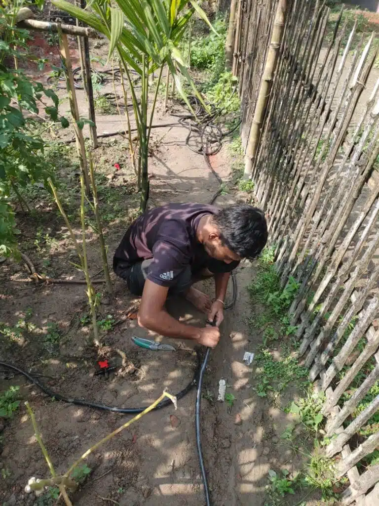 আম ও পেঁপে গাছে ড্রিপ ইরিগেশন 2 WhatsApp Image 2023 12 24 at 7.33.57 AM 1 large