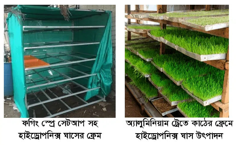 হাইড্রোপনিক্স ঘাস উৎপাদনে ফগিং স্প্রে প্রযুক্তি 5 image 11