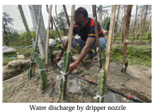 Drip irrigation in Bogura, Bangladesh.