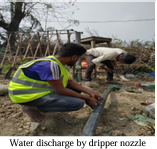 Drip irrigation in Bogura, Bangladesh.