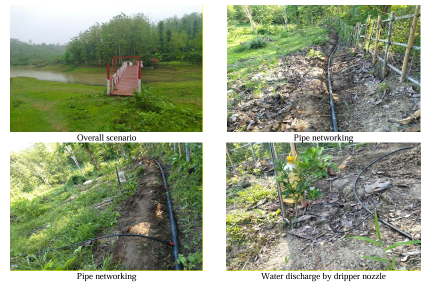 Green Slopes, Bountiful Harvests DIBL's Innovative Drip Irrigation Transforms Hilly Terrain