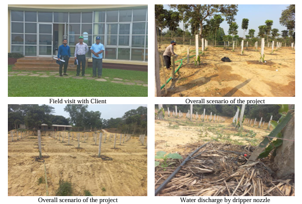 Revitalizing Rajshahi Orchards Drip Irrigation Boosts Mango Yields and Farmer Prosperity