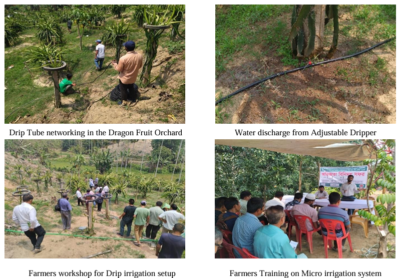 Revolutionize-Your-Dragon-Fruit-Orchard-Drip-Irrigation-Success-in-Bangladesh