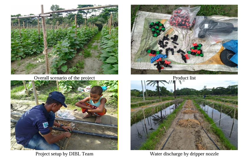 Revolutionizing Bean Farming in Bangladesh DIBL's Efficient Drip Irrigation Project in Action