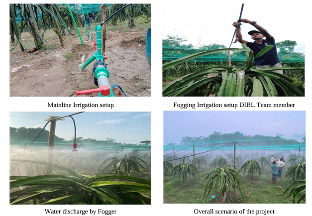Revolutionizing-Dragon-Fruit-Farming-in-Bangladesh-DIBLs-Innovative-Fogging-Irrigation-Project.png