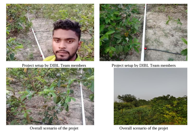 Revolutionizing Guava Farming in Bangladesh DIBL's Innovative Drip Irrigation Project