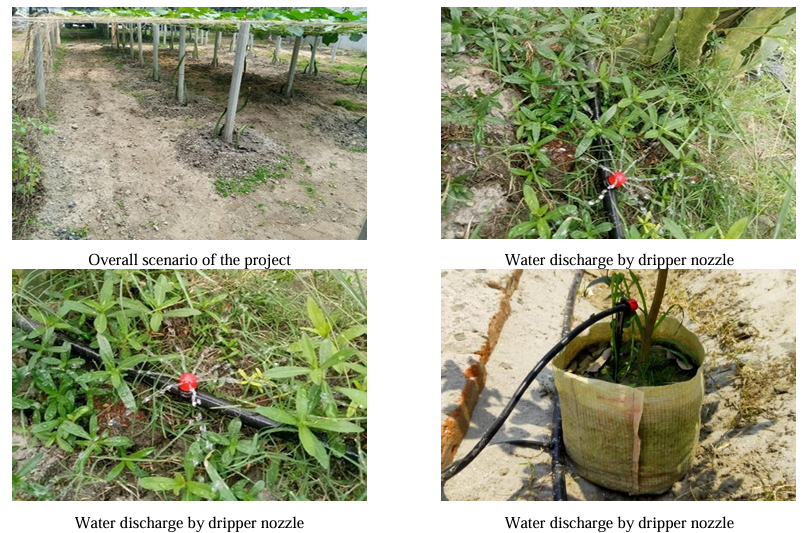 Boost Your Farm's Future Witnessing Efficient Drip Irrigation in Action in Bangladesh