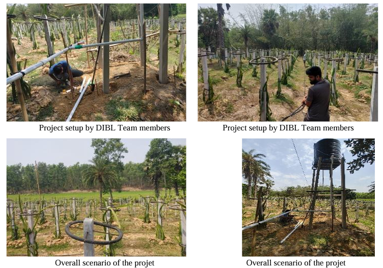 Cultivating Success in Dragon Fruit Farming Drip Irrigation by DIBL