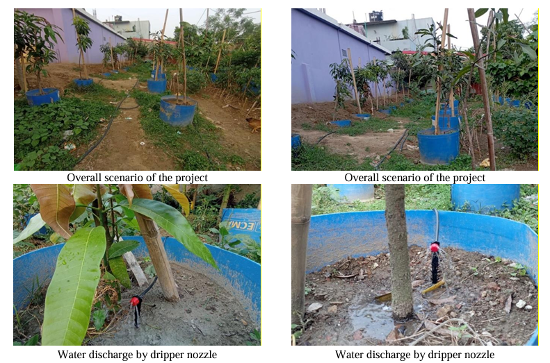 Modern Irrigation for Mango Cultivation A New Horizon for Farmers with DIBL