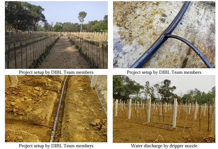 Revolutionizing Agriculture in Bangladesh Witnessing the Power of Drip Irrigation by DIBL