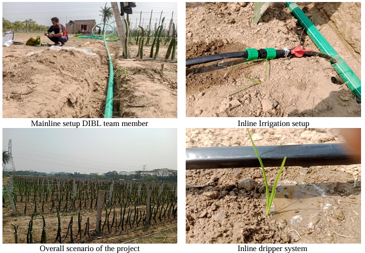 Thirsty Crops No More Witnessing the Power of Drip Irrigation in Action!