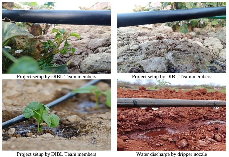 Tiny Drops, Big Impact Witnessing Efficient Irrigation in Action with DIBL in Bangladesh