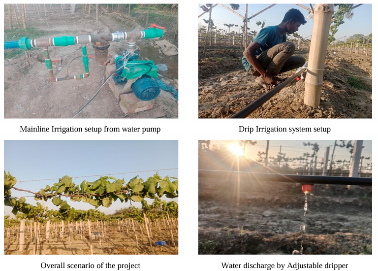 Witnessing Agricultural Transformation Drip Irrigation Success in Rural Bangladesh