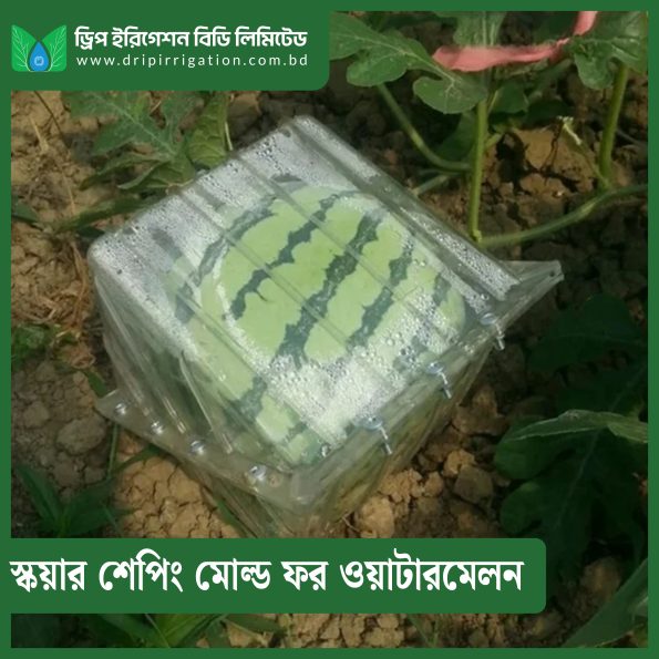 Square  shaping mold for watermelon - Image 2